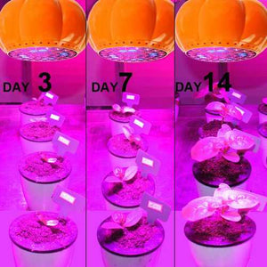 LED Grow Light